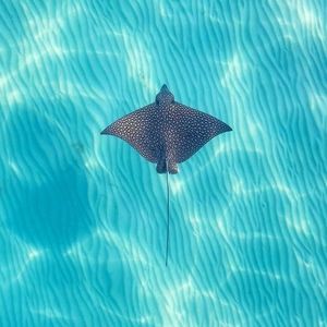 Meet your Posher, Sophia